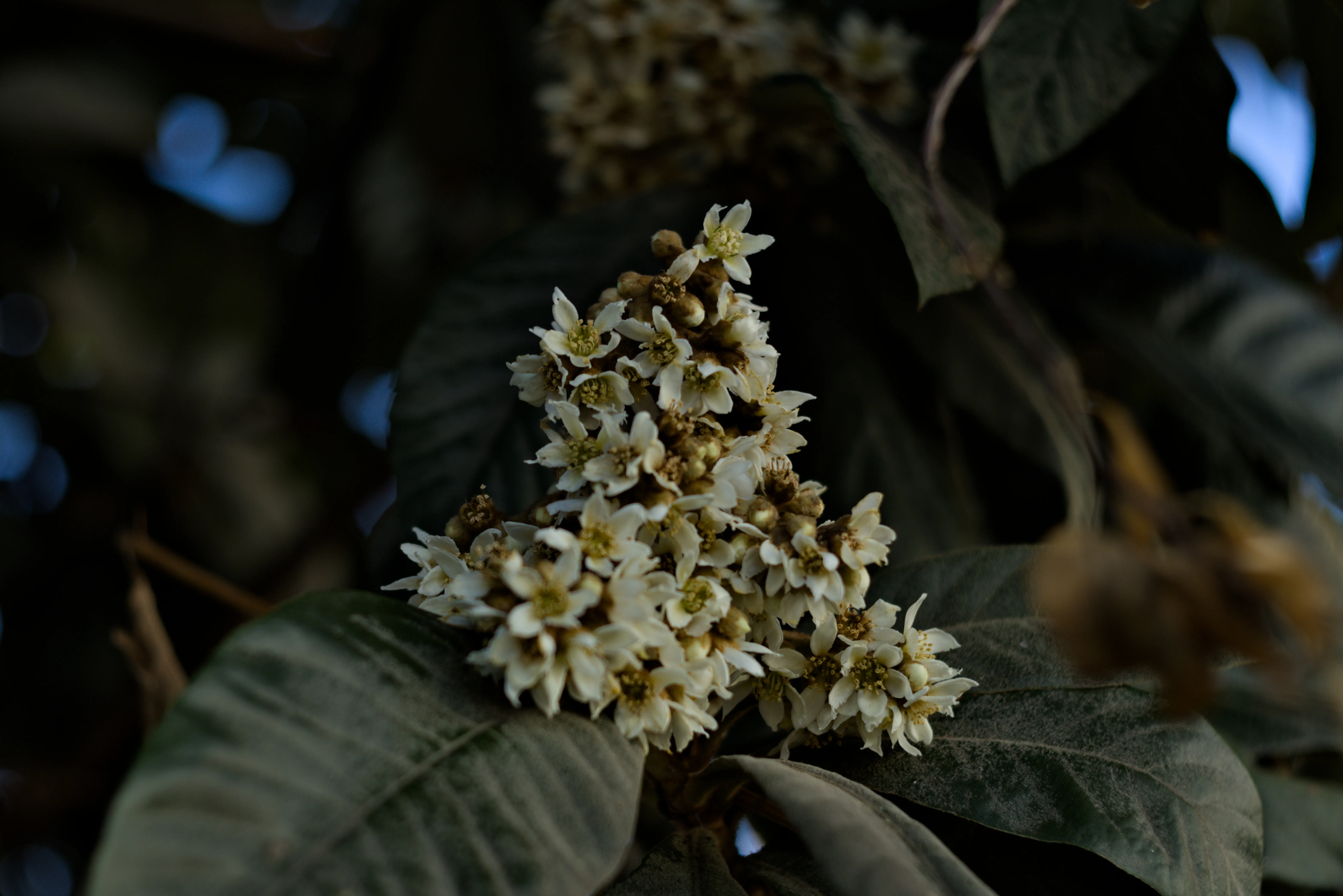 Zenith Helios-77M-4 1,850 (VOMZ) - _I4A6710.webp